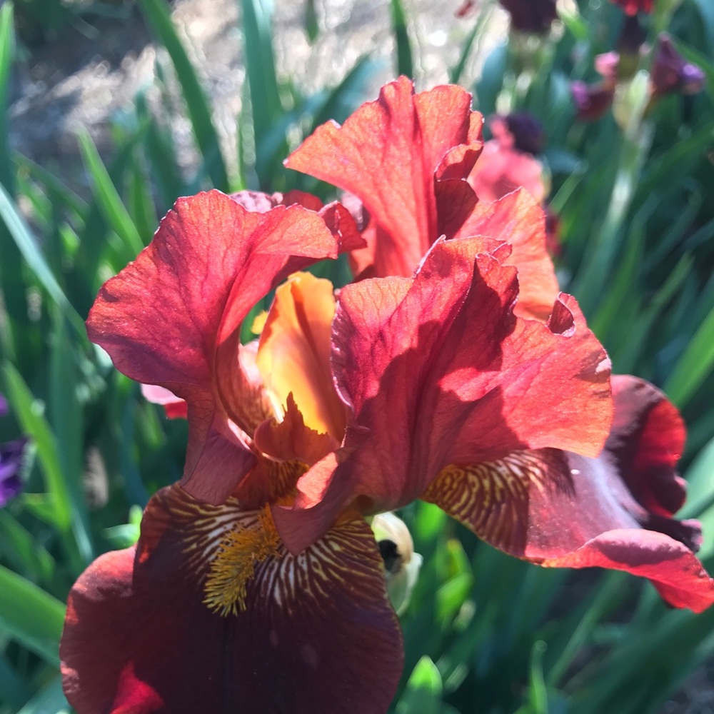 Meet your Posher, Morgan brooke